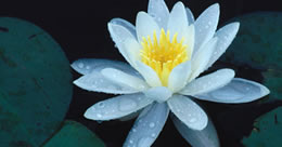 Describe the photo or the page it links to