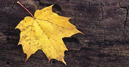 Describe the photo or the page it links to