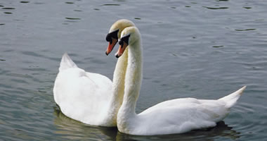 Describe the photo or the page it links to