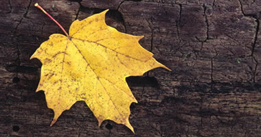 Describe the photo or the page it links to